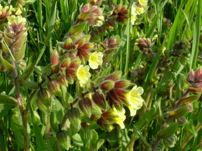 Nonea lutea / Nonnea gialla